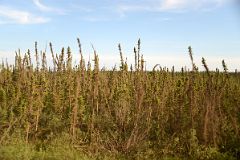 04D Small Trees Next To The Dempster Dirt Highway Between MacKenzie River Ferry And Fort McPherson Northwest Territories On Day Tour From Inuvik To Arctic Circle.jpg